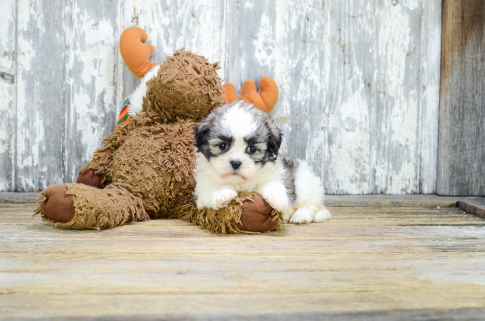 Adorable Shichon Designer Puppy