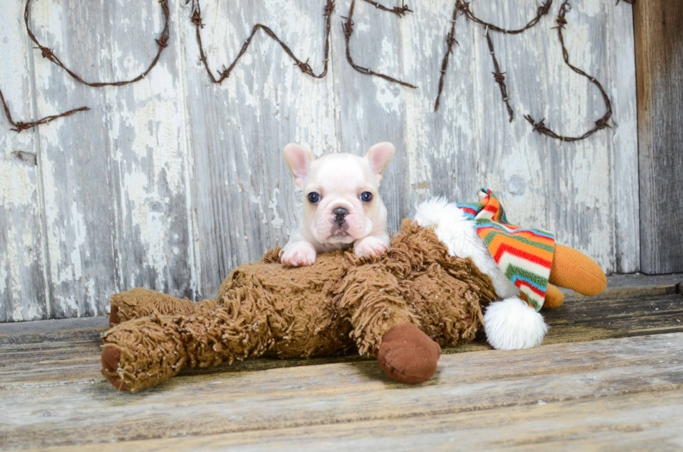 Friendly French Bulldog Baby