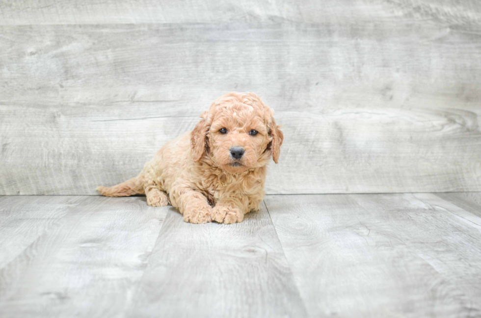 Small Mini Goldendoodle Baby