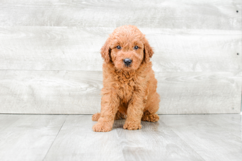 Funny Mini Goldendoodle Poodle Mix Pup