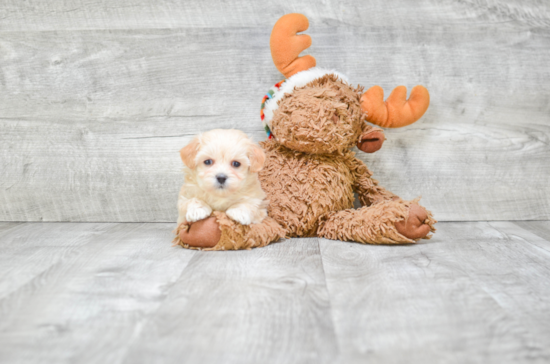 Best Maltipoo Baby