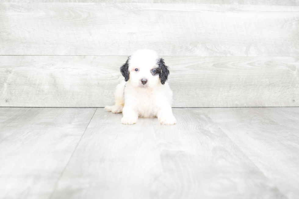 Hypoallergenic Bernadoodle Poodle Mix Puppy