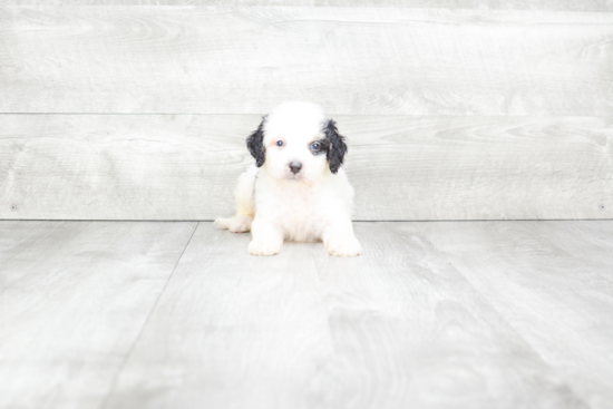 Hypoallergenic Bernadoodle Poodle Mix Puppy