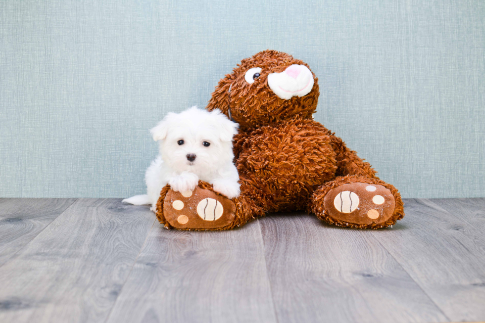 Popular Maltese Purebred Pup