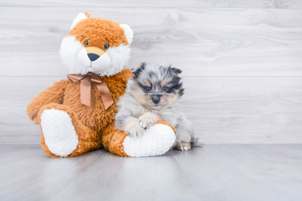 Hypoallergenic Pomeranian Purebred Pup