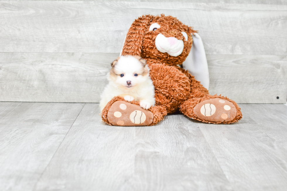 Funny Pomeranian Purebred Pup