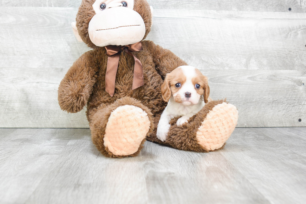 Cavalier King Charles Spaniel Puppy for Adoption