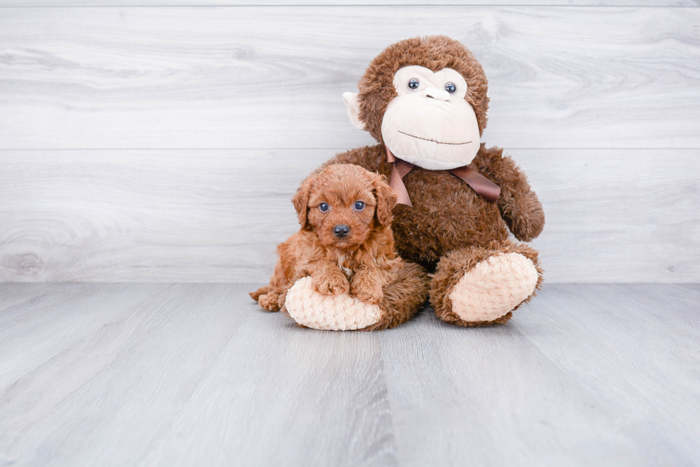 Cavapoo Pup Being Cute