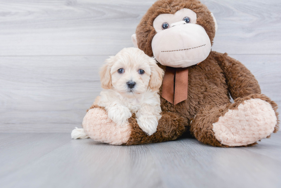 Maltipoo Pup Being Cute