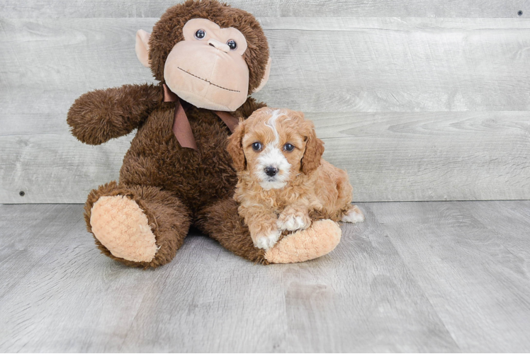 Adorable Cavoodle Poodle Mix Puppy