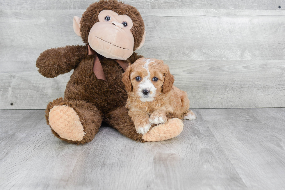 Adorable Cavoodle Poodle Mix Puppy
