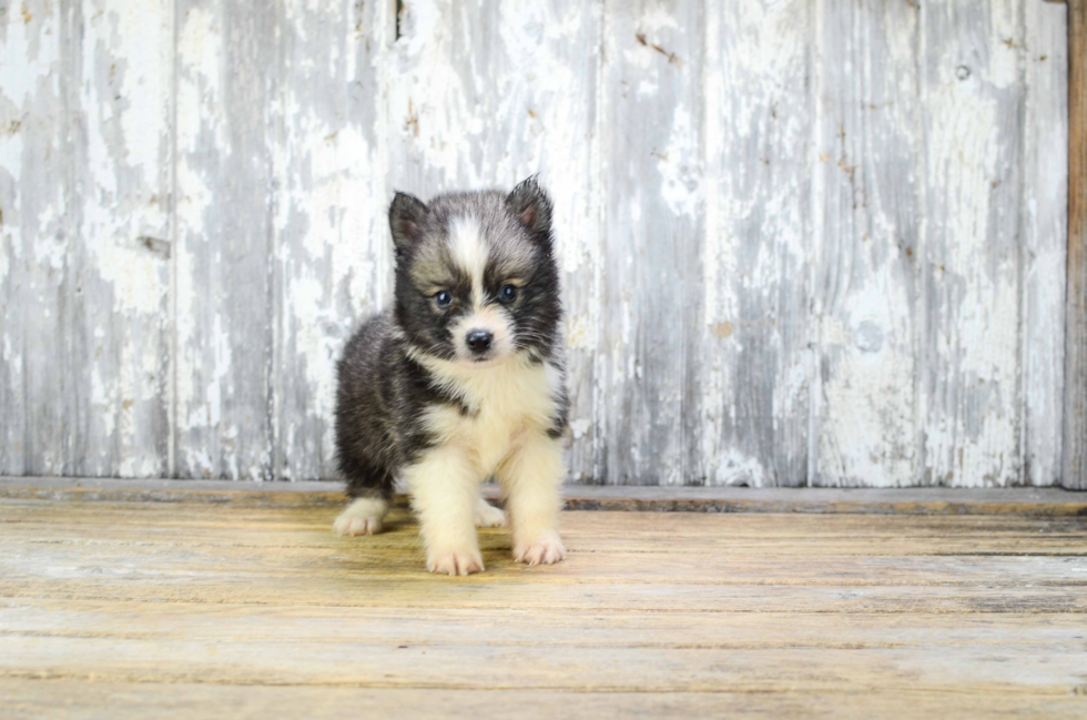 Sweet Pomsky Baby