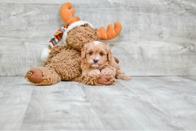 Fluffy Cavapoo Poodle Mix Pup