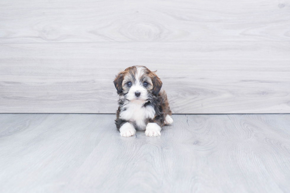 Hypoallergenic Mini Berniedoodle Poodle Mix Puppy