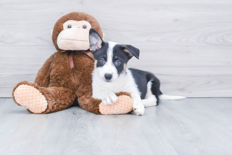 Best Cowboy Corgi Baby