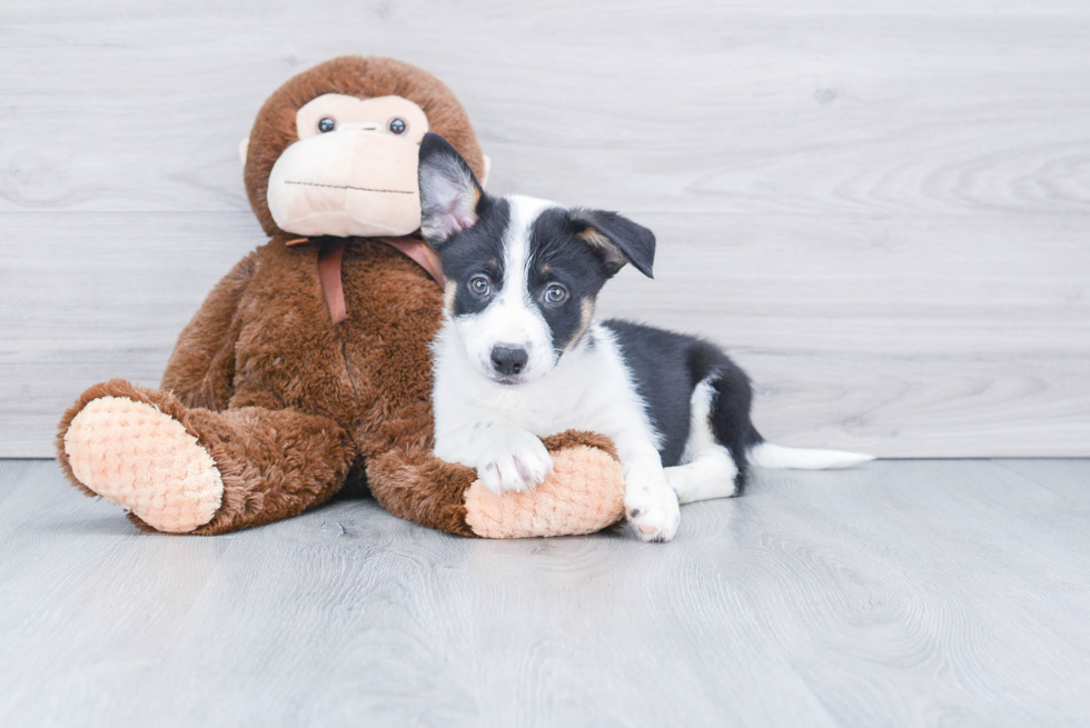 Best Cowboy Corgi Baby