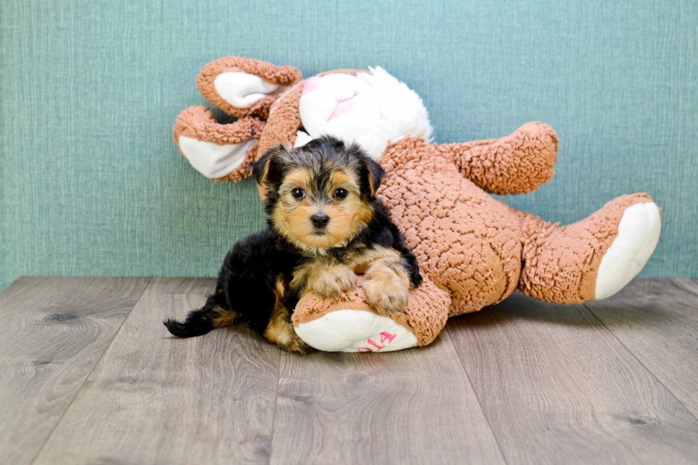 Happy Morkie Baby