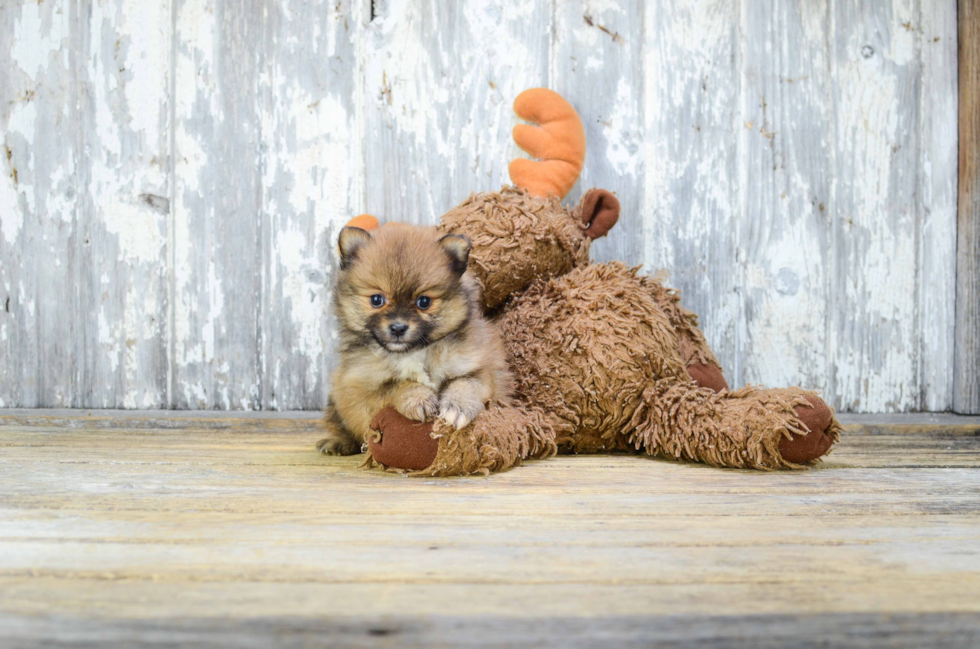 Funny Pomeranian Baby