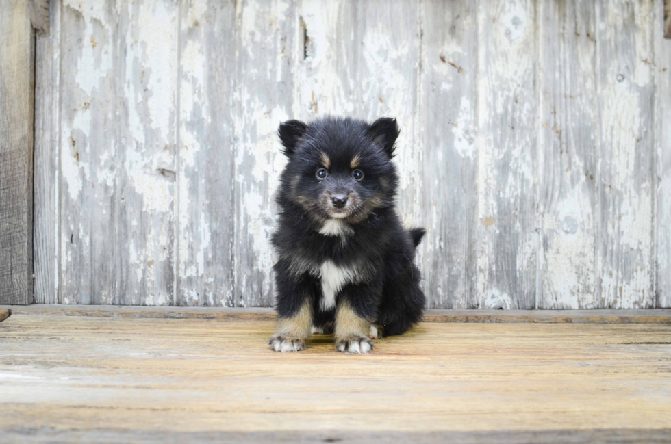 Pomsky Puppy for Adoption