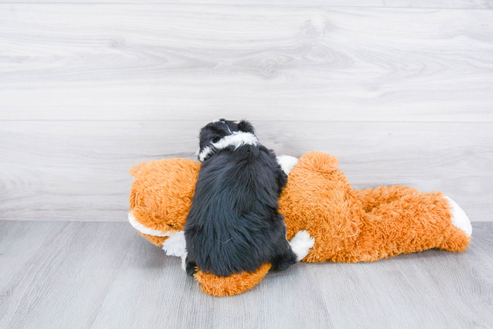 Friendly Mini Aussiedoodle Baby