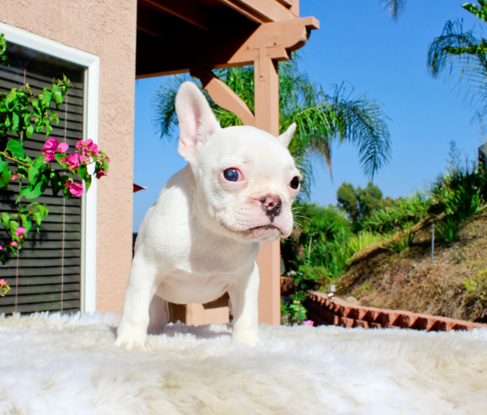 French Bulldog Pup Being Cute