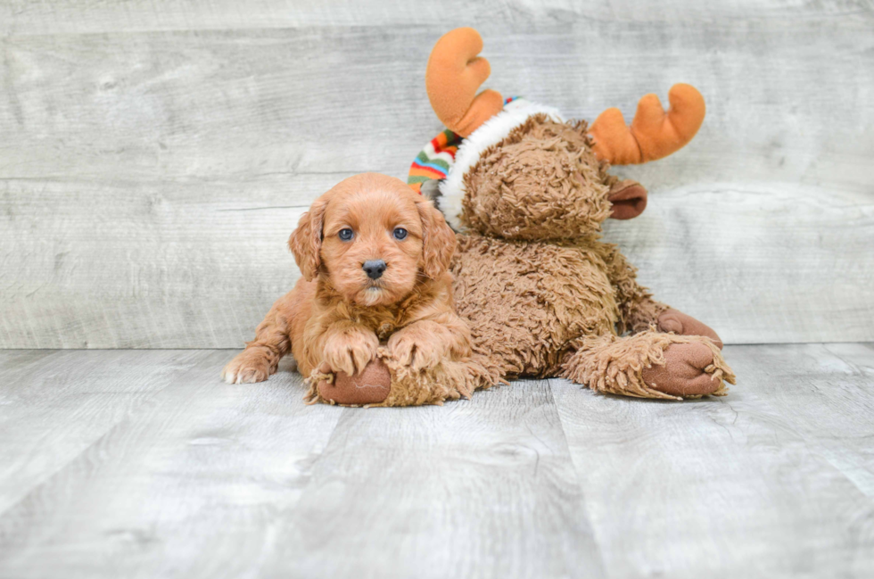 Petite Cockapoo Poodle Mix Pup