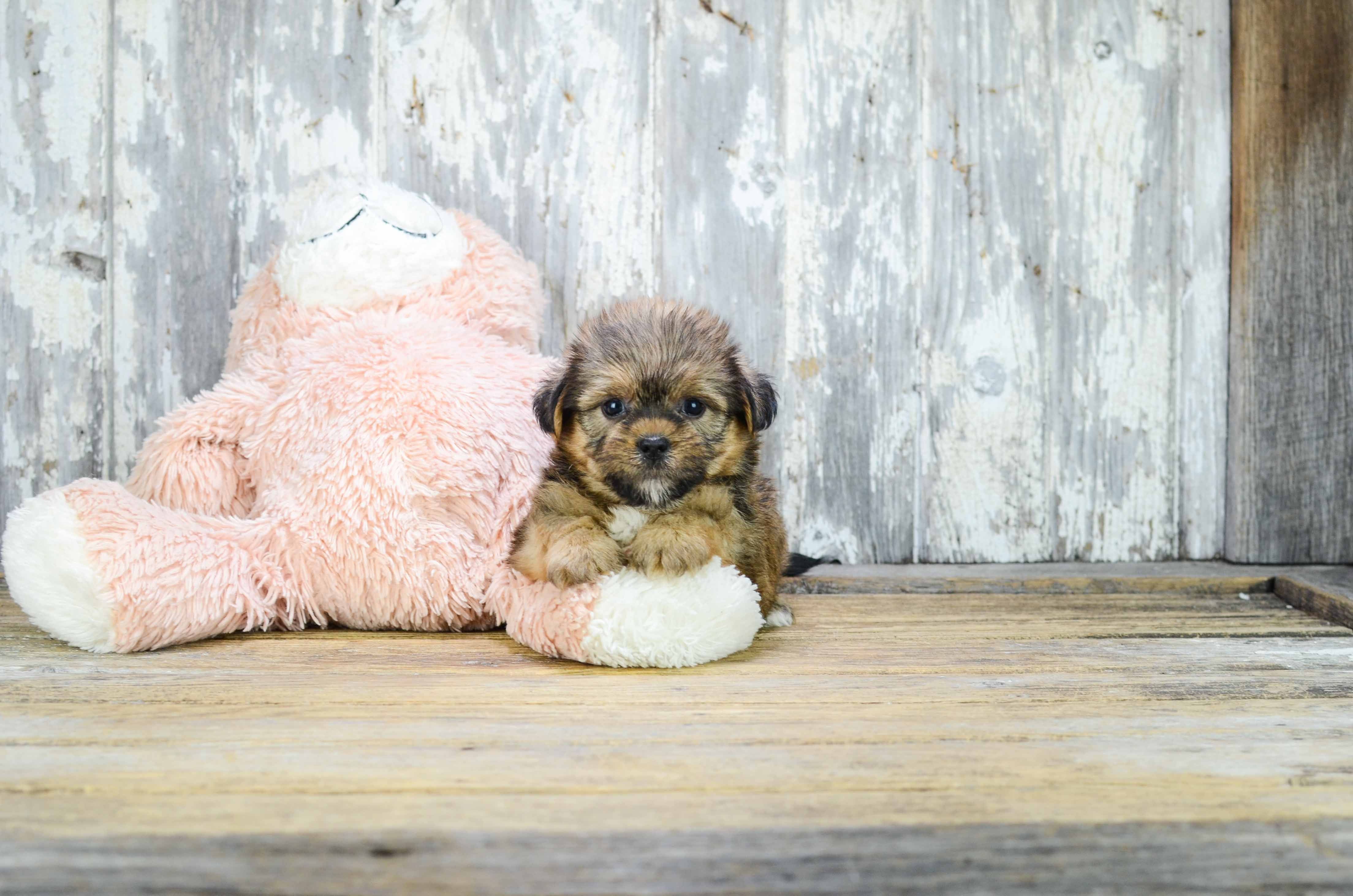 Fluffy Shorkie Designer Pup