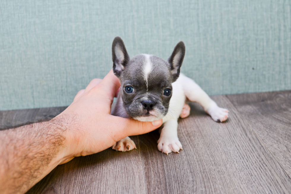 Smart Frenchie Purebred Puppy