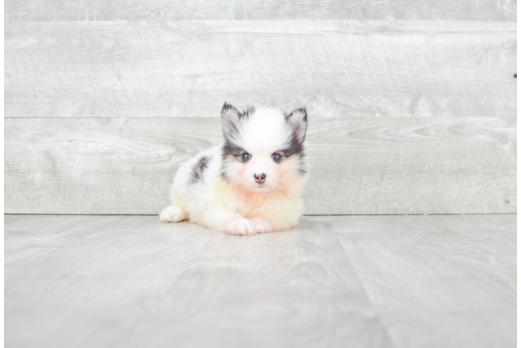 Petite Pomsky Designer Pup