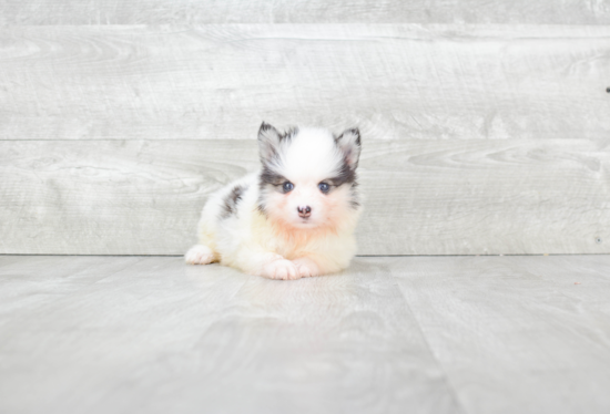 Petite Pomsky Designer Pup