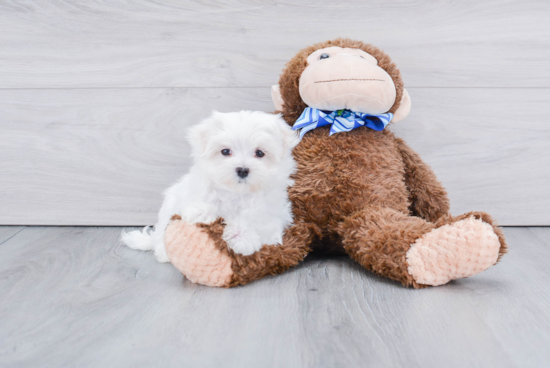 Petite Maltese Purebred Puppy