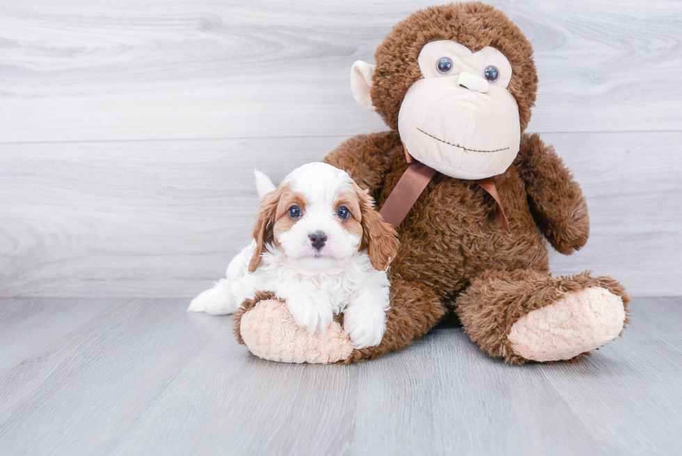 Playful Cavoodle Poodle Mix Puppy