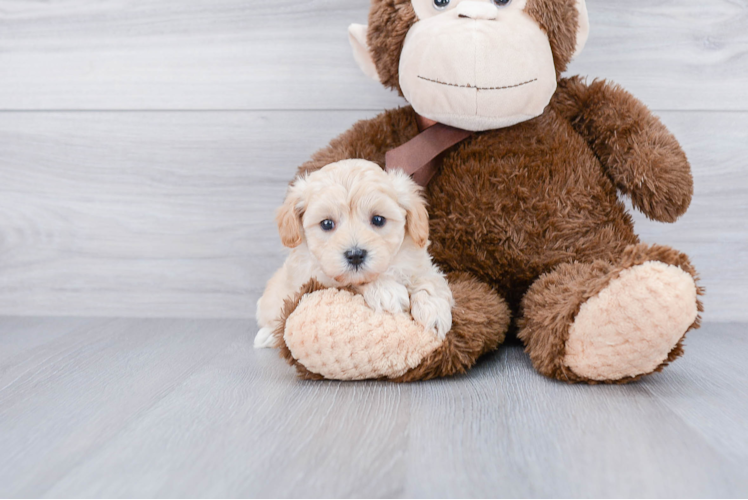 Sweet Maltipoo Baby