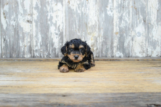 Smart Yorkie Poo Poodle Mix Pup