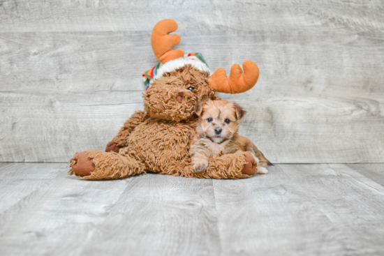 Morkie Puppy for Adoption