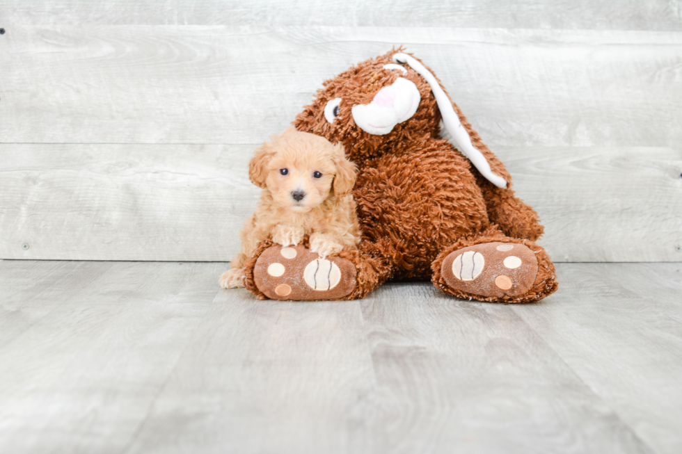 Fluffy Maltipoo Poodle Mix Pup