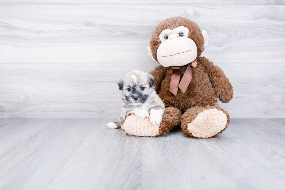 Small Havanese Baby