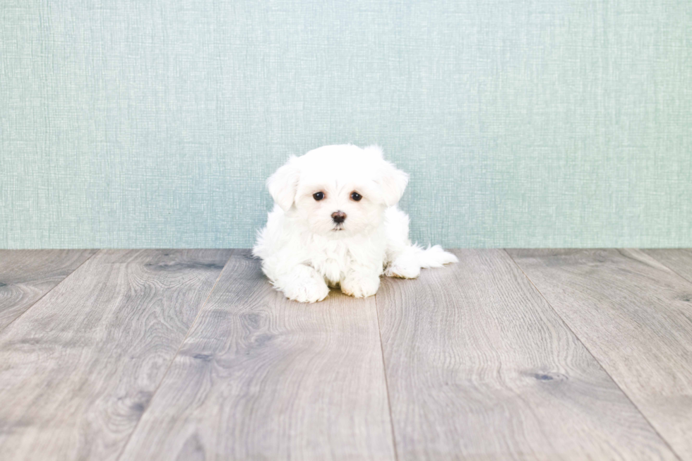 Maltese Pup Being Cute