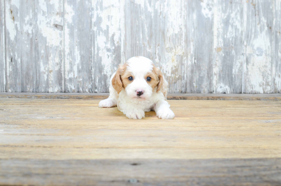 Best Cavapoo Baby