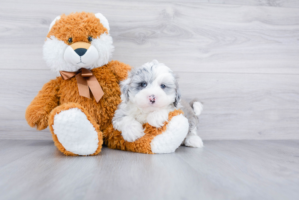 Happy Mini Sheepadoodle Baby