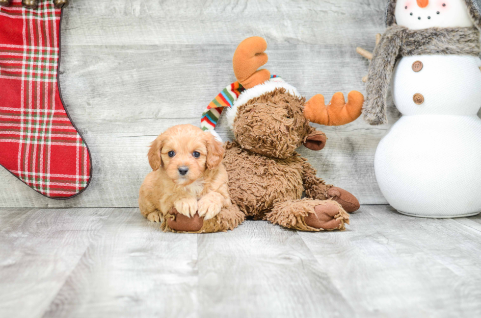 Small Cavapoo Baby