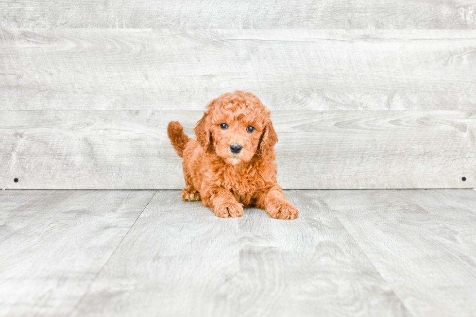 Mini Goldendoodle Puppy for Adoption