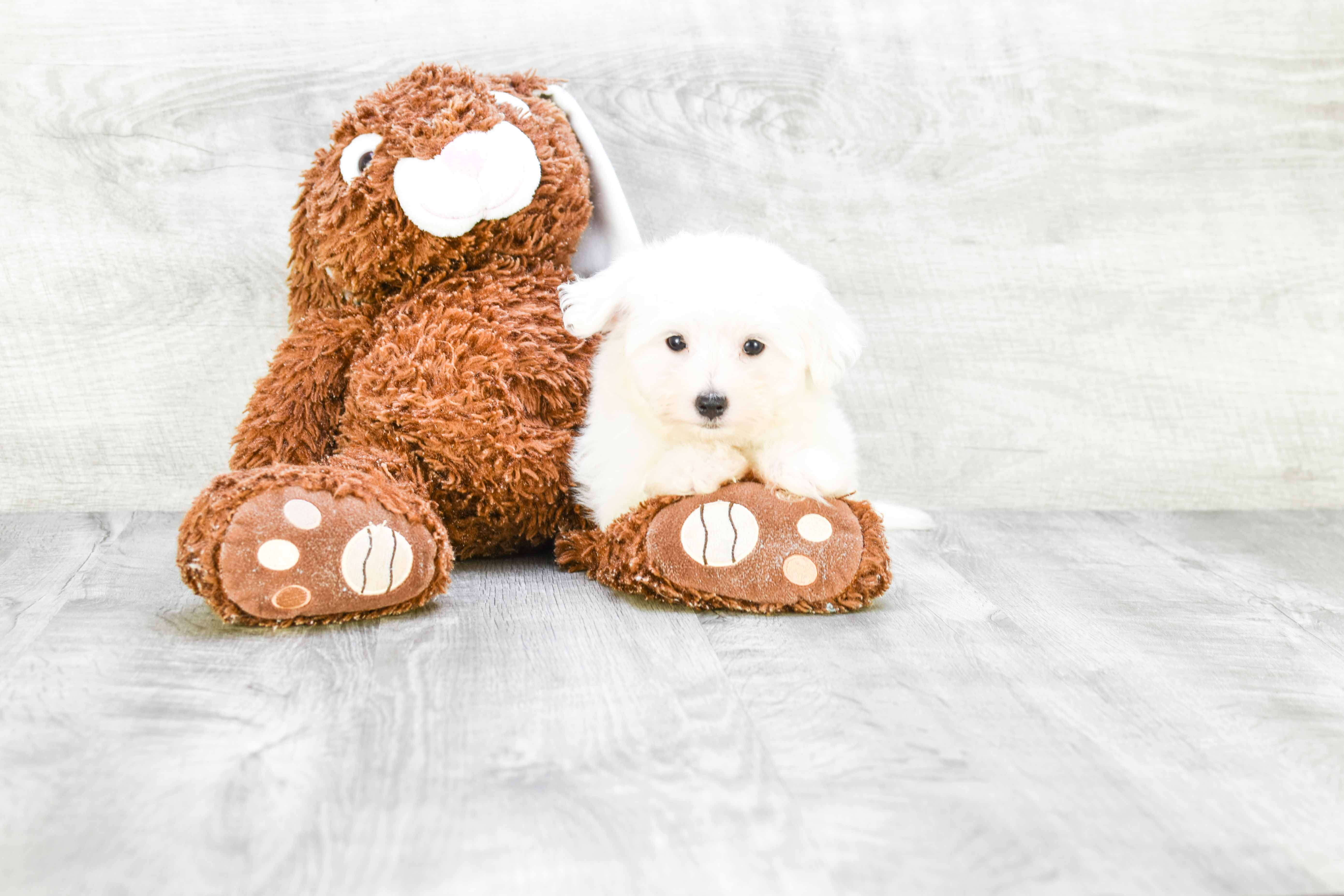 Little Maltese Baby