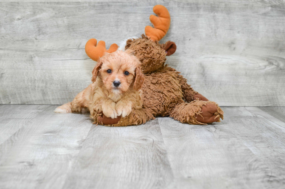 Best Cavapoo Baby