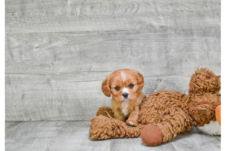 Cavalier King Charles Spaniel Pup Being Cute