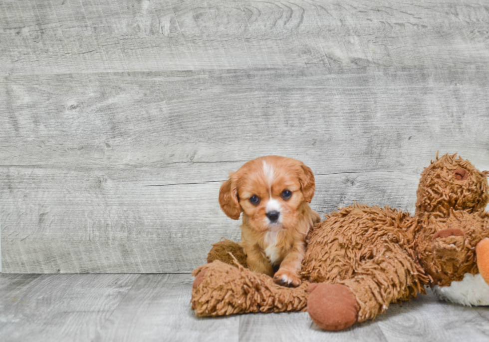 Cavalier King Charles Spaniel Pup Being Cute