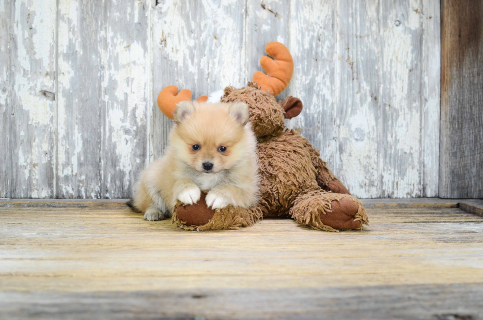 Friendly Pomeranian Purebred Pup