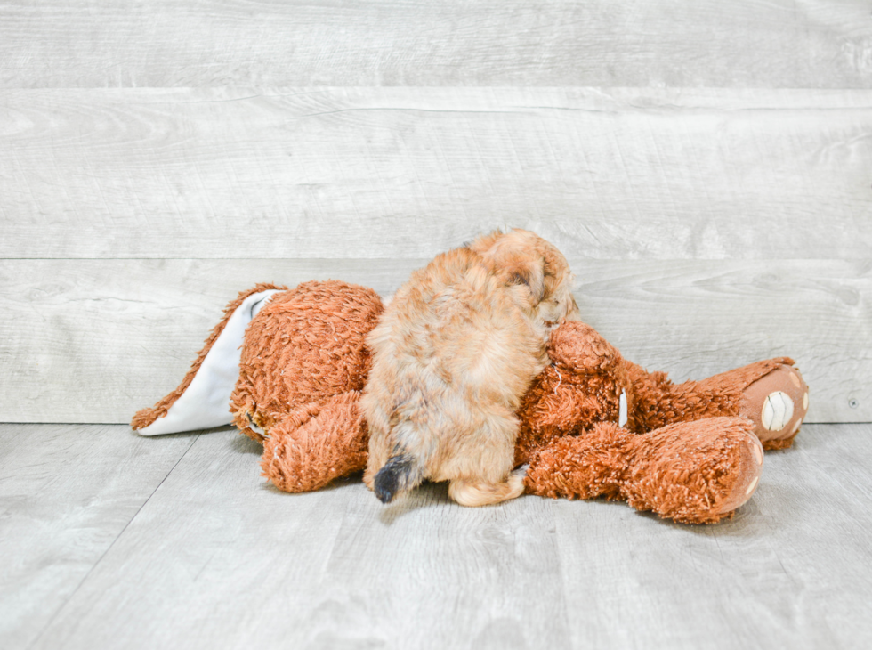 Morkie Pup Being Cute