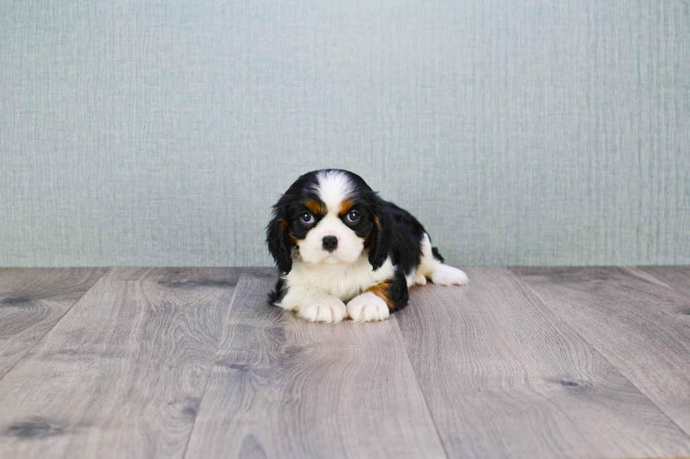 Adorable Cavalier King Charles Spaniel Purebred Puppy