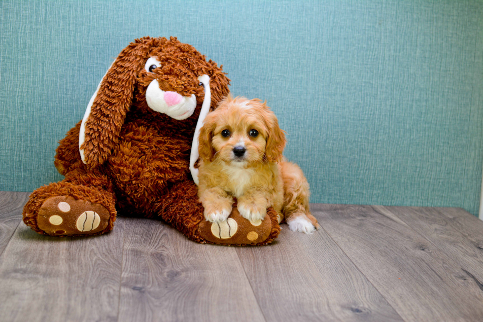 Happy Cavapoo Baby